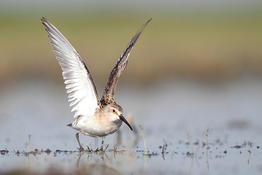 Biegus krzywodzioby Calidris ferruginea