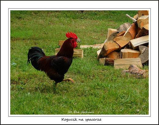 Kogucik na spacerze