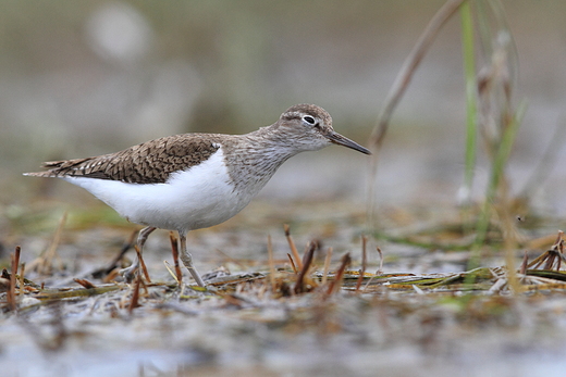 Piskliwiec Actitis hypoleucos