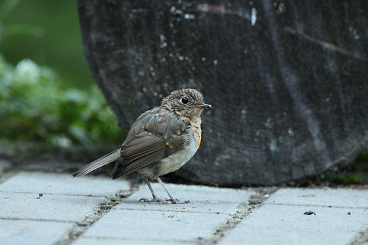 Rudzik Erithacus rubecula mody