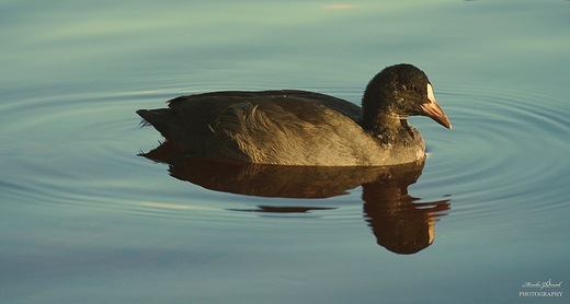 yska zwyczajna Fulica atra.