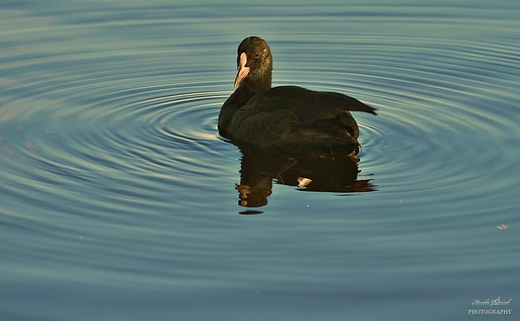 yska zwyczajna Fulica atra.