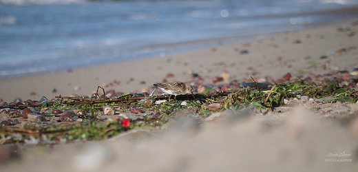 Biegus zmienny Calidris alpina.