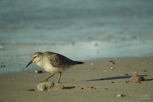 Biegus zmienny Calidris alpina.