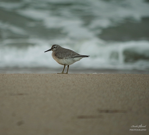 Biegus zmienny Calidris alpina.