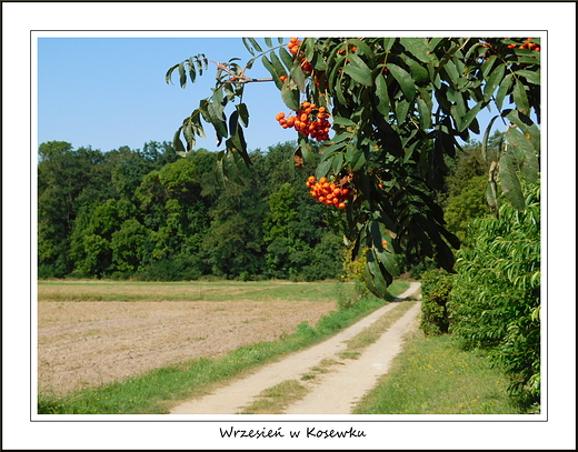 Wrzesie w Kosewku