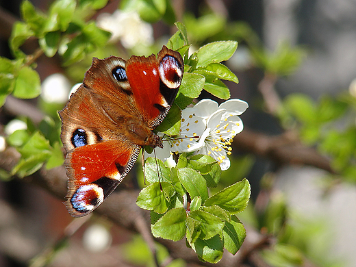 Motyl