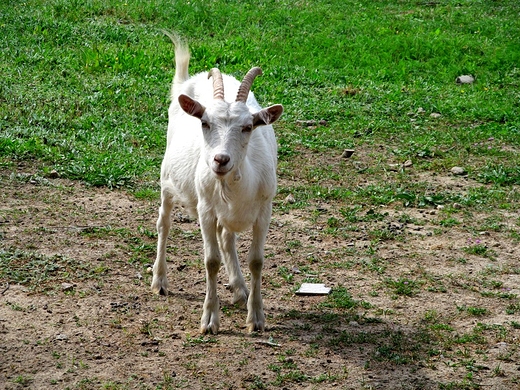 Biay kozioek