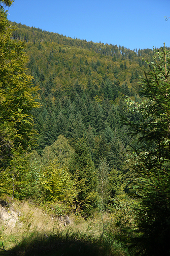 Szczyrk Bia. Widok na Beskid lski z drogi na Przecz Karkoszczonka.