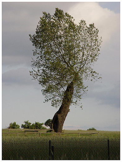 Samotnik.