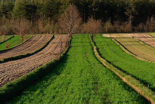 Podazie. Pola