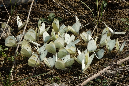 Bielinki