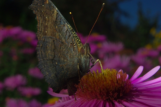 Koniec lata