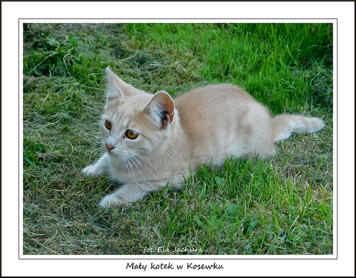 May kotek w Kosewku