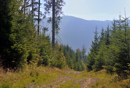 widok z Przeczy Kocierskiej na Beskid May.