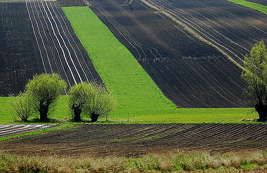 Proboowice - wiosna  na Ponidziu