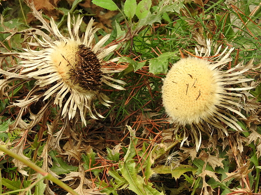 w ogrodzie botanicznym