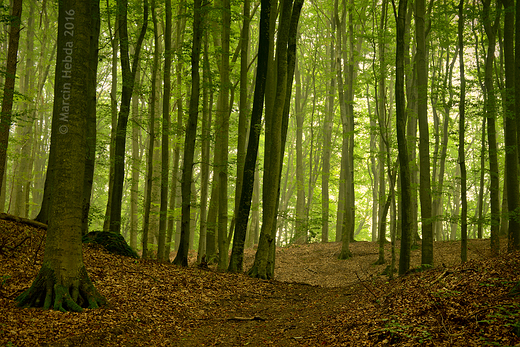 Puszcza Darlubska - wrzesie 2016