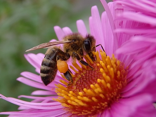 Astry i pszczoła