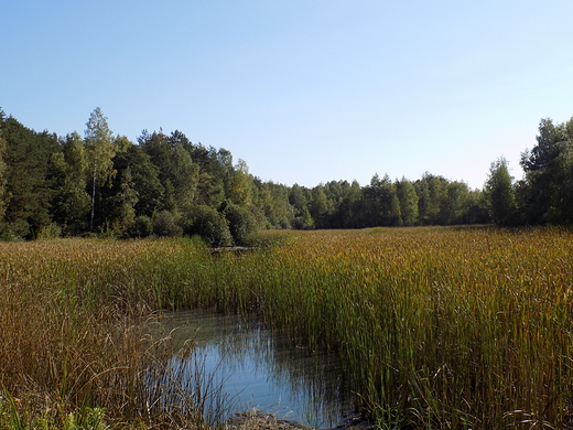 Puszcza Kozienicka