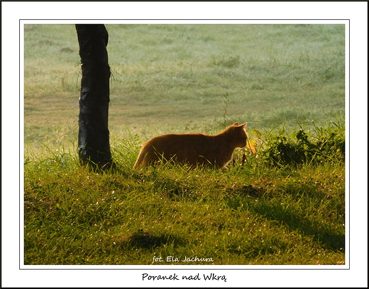 Kosewko. Poranek nad Wkr