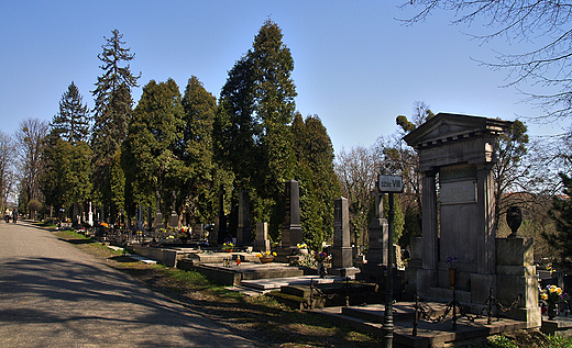 Aleja gwna na cmentarzu komunalnym w Cieszynie.