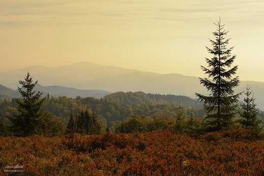 Gorczskie szlaki. opuszna.