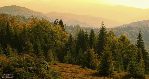 Gorczskie szlaki. opuszna.