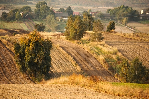 Jesienne pola Roztocza. Antoniwka