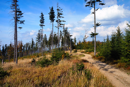 Beskid lski. W drodze na Kotarz.