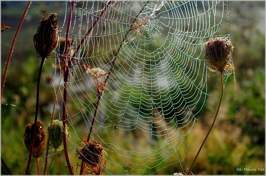 Wrzesie na polach.