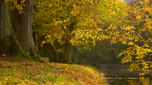 Park miejski - padziernik 2016