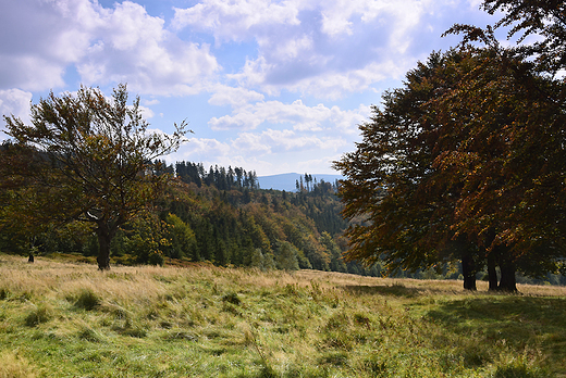 Do schroniska na Batniej przez Klimczok