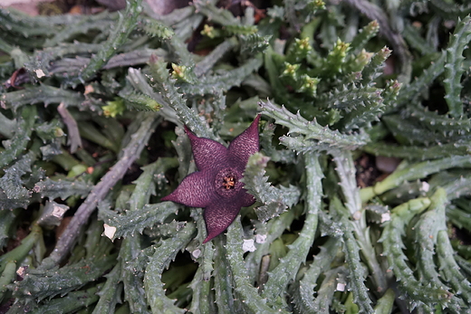 Ogrd Botaniczny - Zabrze