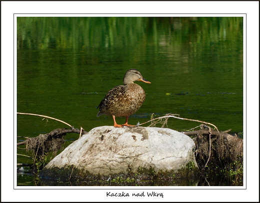 Kosewko. Poranek nad Wkr