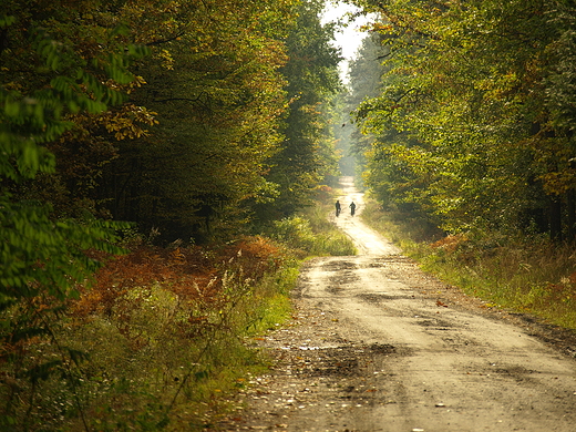 Puszcza Kozienicka