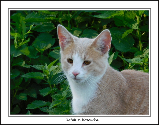 Kotek z Kosewka