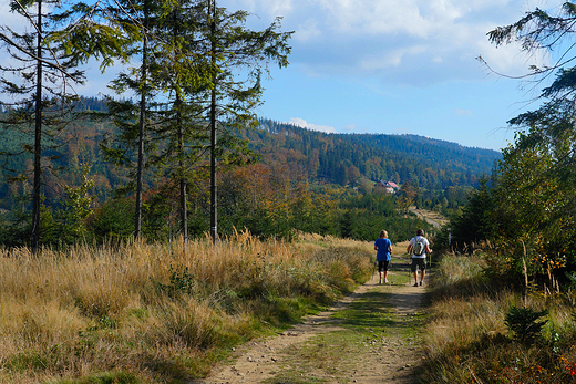 Beskid laski. Na szlaku w kierunku Grabowej.