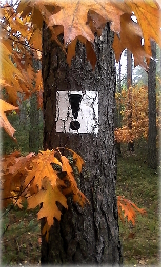 Uwaga-jesienny poranek w lesie