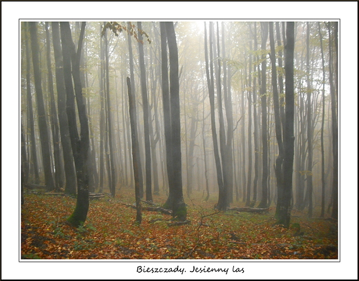 Bieszczady. Jesienny las