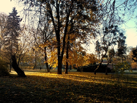 jesienny poranek w zamojskim parku