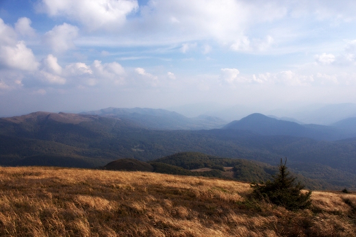 Tarnica