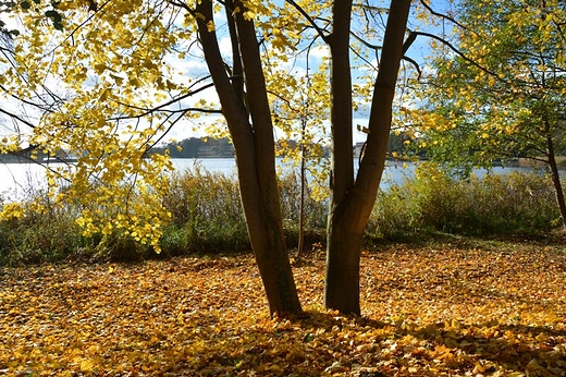 Jesie nad Jeziorem Barlineckim