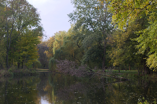 Staw Borusa - Park Dbina