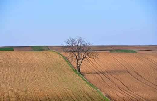 Pola witokrzyskie