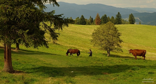 Pieniskie szlaki.