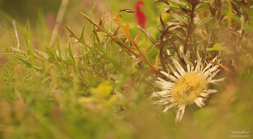 Dziewisi bezodygowy Carlina acaulis L.