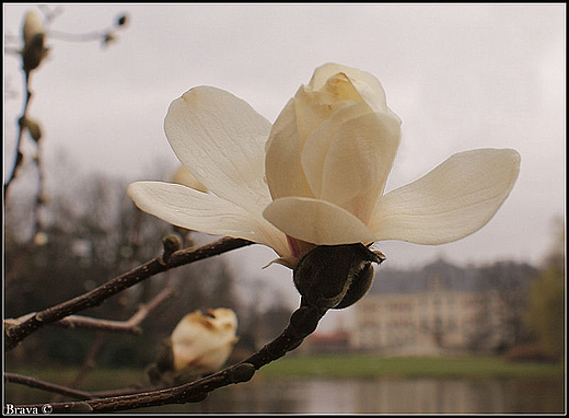 Magnolie w  parku pszczyskim