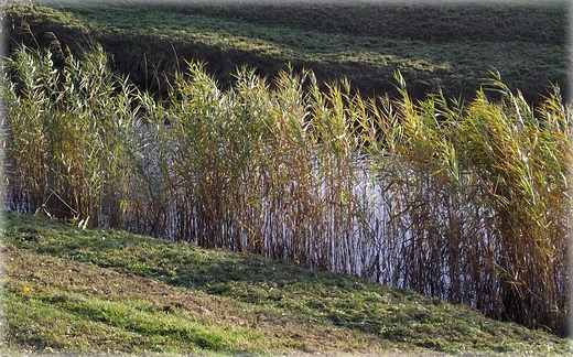 Park Grabiszyski jesiennie