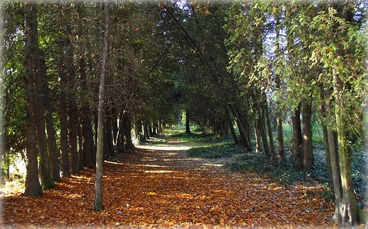 Park Grabiszyski jesiennie